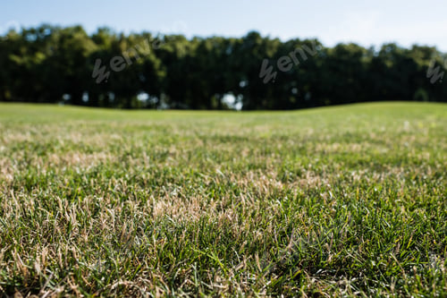 Preview: selective focus of green grass in park in summertime