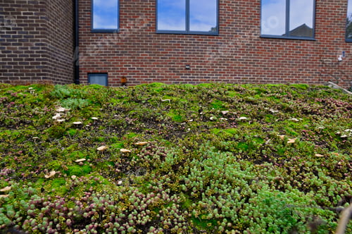 Preview: Green roof in urban environment. Eco roofing on a garden shed.