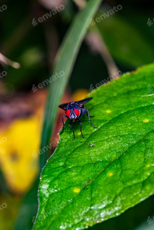 Preview: Kenya Small Insects Macro Animals Fauna Plants Flowers Vegatations Field