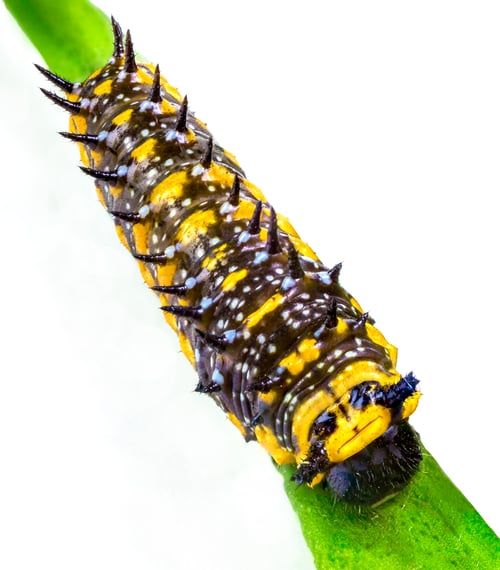 Preview: caterpillar