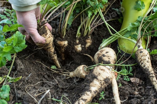 Preview: Parsnips in the garden. Woman pulls out parsnips