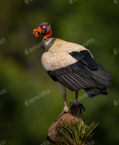 Preview: King Vulture in Costa Rica