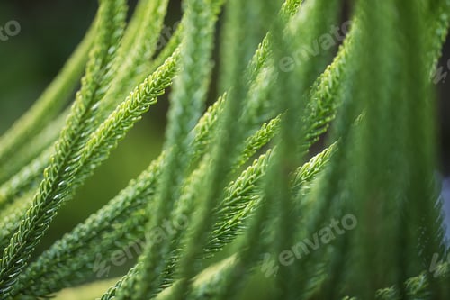 Preview: Close up green plant