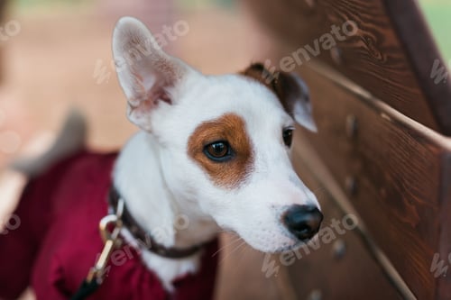 Preview: Adorable Jack Russell Terrier outdoors. Portrait of a little dog
