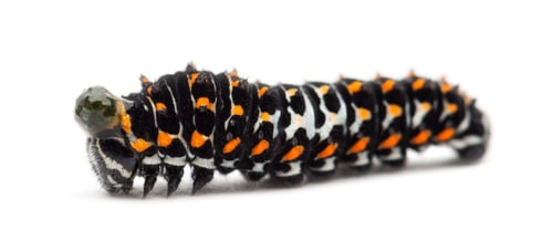 Preview: Caterpillar of the Old World Swallowtail, Papilio machaon, with a green viscous ball on head