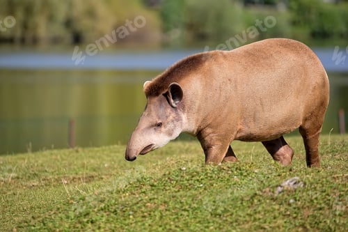 Preview: Tapir in a clearing
