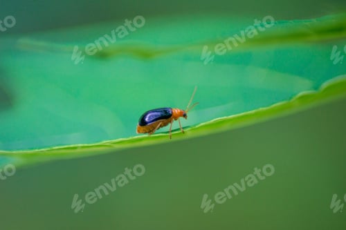 Preview: indonesia beauty landscape paddy fields in north bengkulu natural beautiful morning view