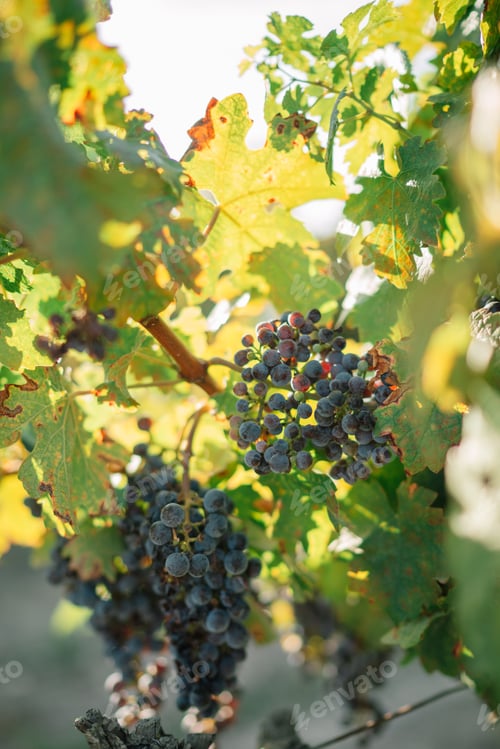 Preview: Scenic view of ripe grapes in vineyard in Catalonia, Spain
