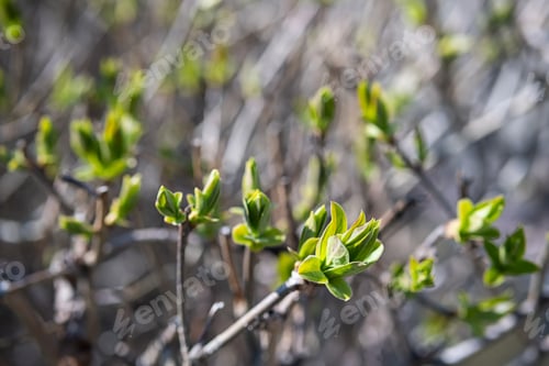 Preview: Spring New Leaves, Selective Focus.