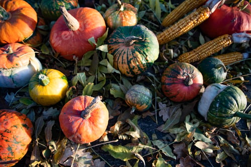 Preview: pumpkins in autumn Thanksgiving card