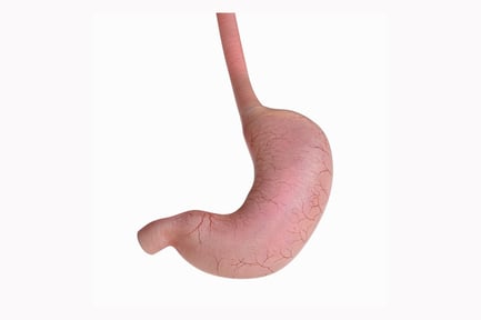 Preview: Detailed Human Stomach with Esophagus Anatomy