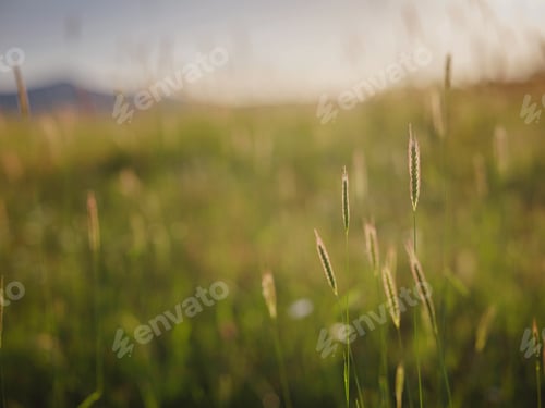 Preview: Background of ripening ears of meadow wheat field.