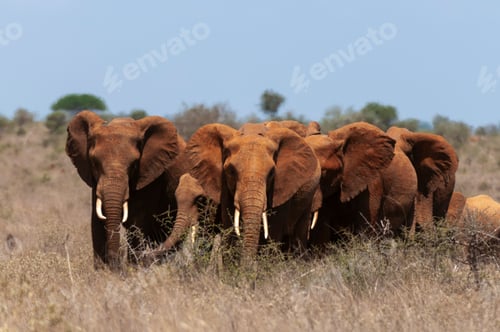 Preview: A herd of reddustcovered elephants trekking through the savanna