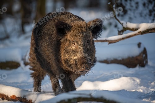 Preview: Wild boar in winter forest. Animal in nature habitat. Big mammal. Wildlife scene