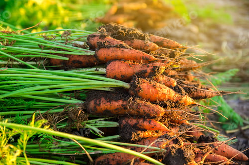 Preview: A pile of freshly picked carrots lies on the field on a sunny day
