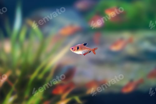 Preview: Serpae Tetra (Hyphessobrycon eques) - Freshwater fish