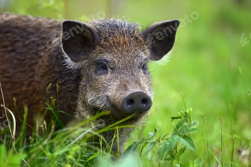 Preview: Wild boar on the forest