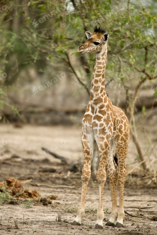 Preview: Young giraffe in the Serengeti, Tanzania, Africa