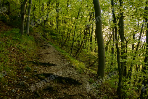 Preview: Spring forest