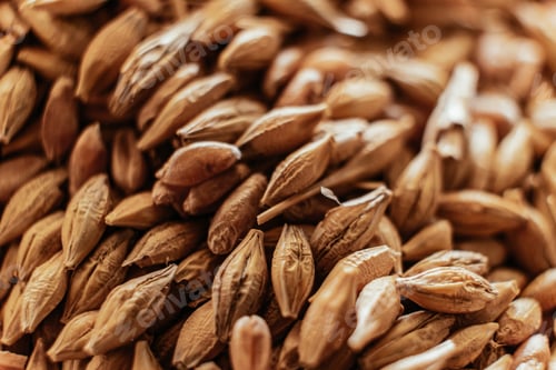 Preview: A mixture of grains of different types Background close-up