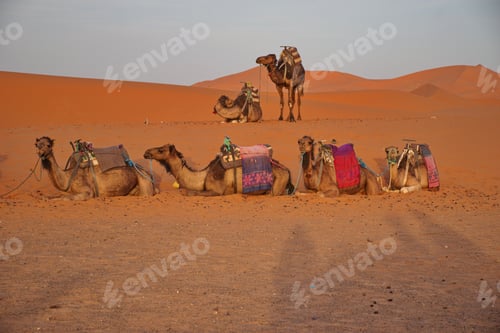 Preview: Camel caravan on the sand dunes in Sahara desert, Morocco