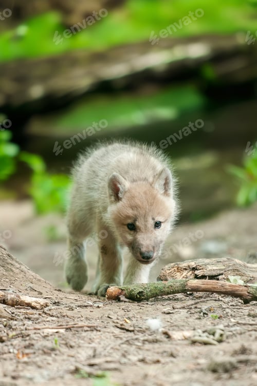 Preview: Baby wolf walking across dirt road
