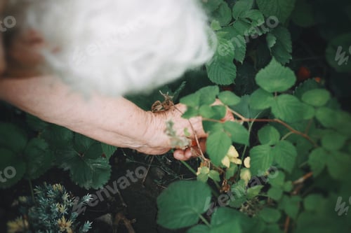 Preview: Grandma picking fruits