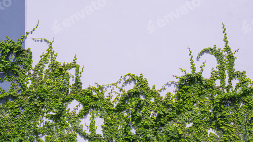 Preview: Green ivy creeper plant are growing on gray cement wall background