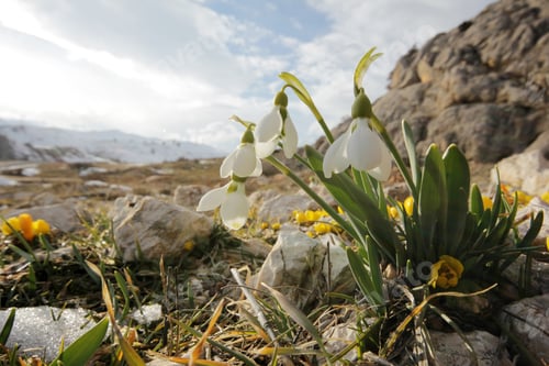 Preview: Snowdrop
