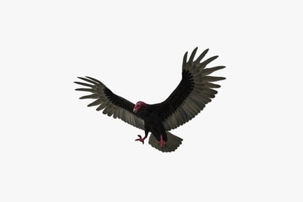Preview: Turkey vulture with extended wings and turned head