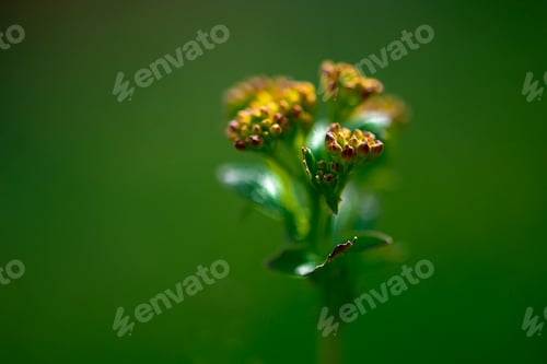 Preview: tiny flower with buds and green background in blurry image