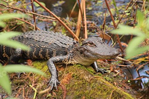 Preview: Florida Alligator resting on a log in Kissimmee, FL Lake.