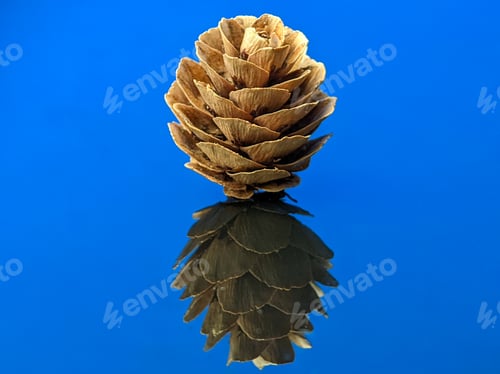 Preview: Closeup dry plant conifer cone with reflection on a blue acrylic board