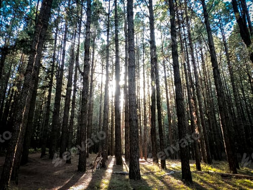 Preview: Forest wood with high trees pines background