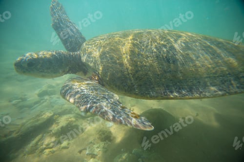 Preview: Turtle