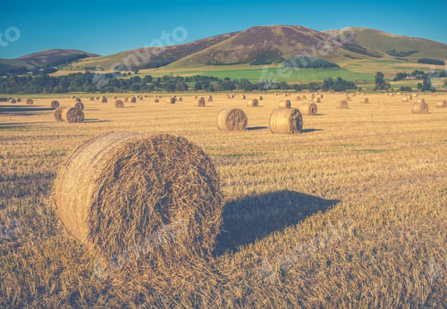 Preview: Scottish Farming Scene