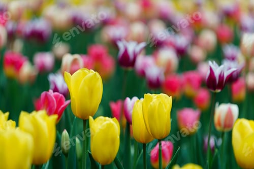 Preview: Tulips
