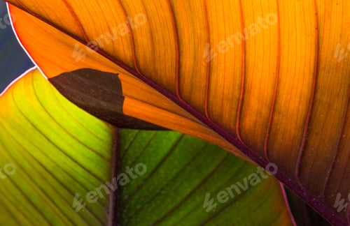 Preview: A closeup of two leaves, one orange and one green.