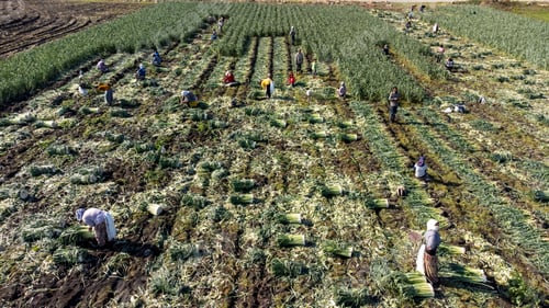 Preview: Torbali - Izmir - Turkey, November 4, 2021, Seasonal workers working in a leek field