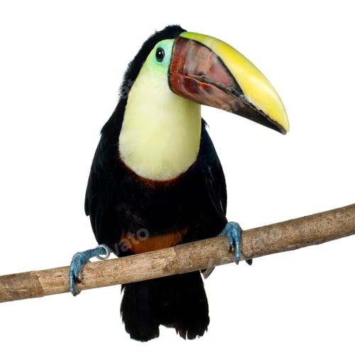 Preview: Swainson's Toucan