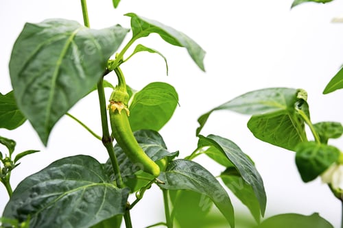 Preview: Homegrown Green Chilli Pepper.