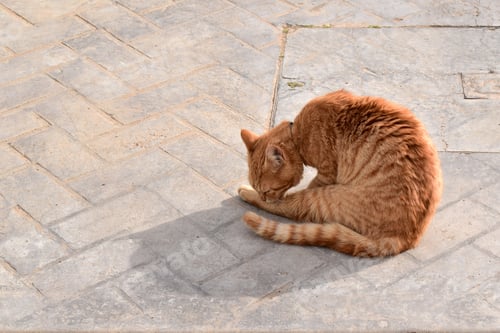 Preview: Ginger cat cleaning itself.