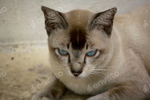 Preview: The gray cat is lying on the ground looking.