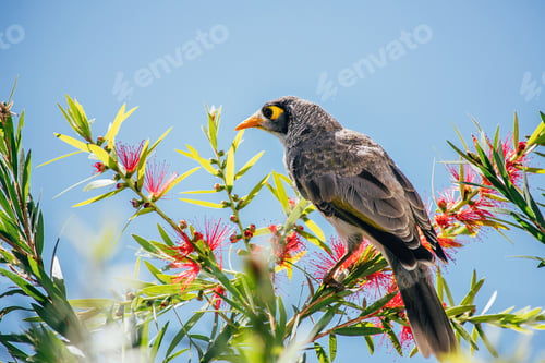 Preview: Cute Australian bird Noisy Miner on the Bottlebrush Tree with red flowers.