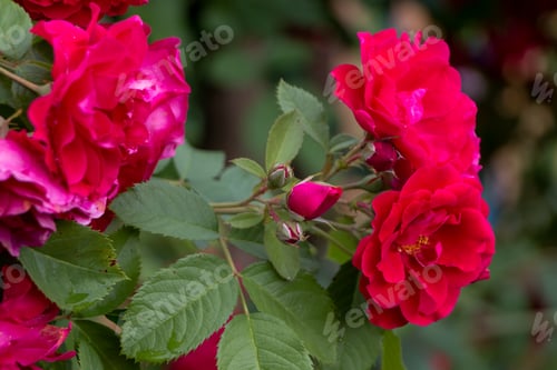 Preview: bush of bright red roses close-up after the rain, natural plant background