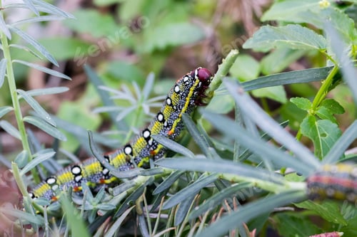 Preview: Maltese Spurge Hawkmoth Caterpillar (Hyles sammuti) in larva stage, eating spurge plant leaves.