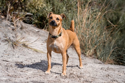 Preview: Small tan dog stands beside a lush plant.