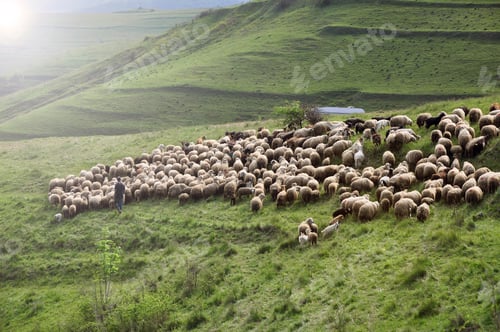 Preview: Flock of Sheep Grazing on a Green Hillside