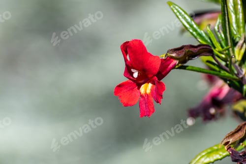 Preview: Sticky Monkey Flowers close up