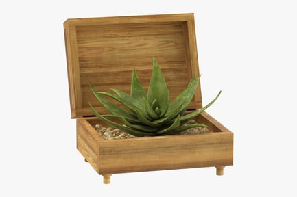 Vista previa: Planta de aloe en caja con textura de madera